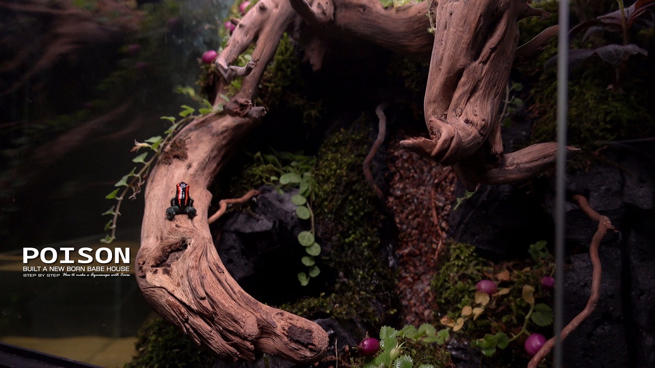Make a Mini Terrarium POND for Poison Dart Frog