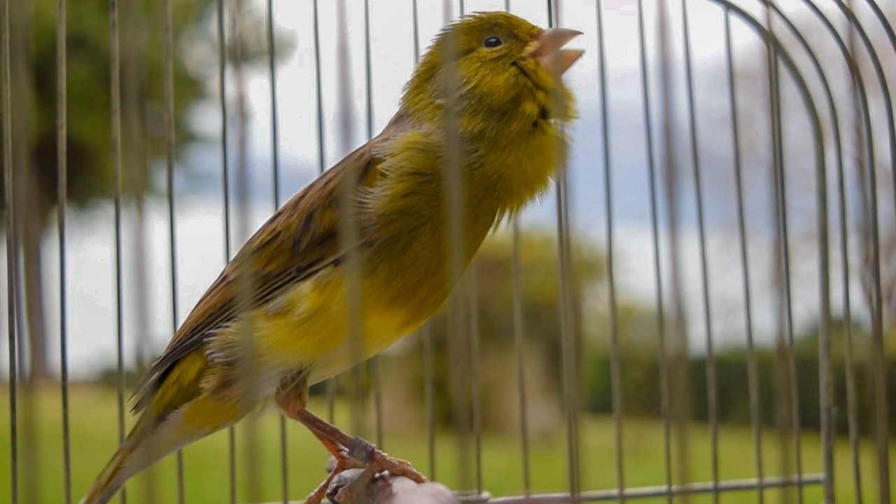 A Garden Full of Music - Canary Training Song Compilation