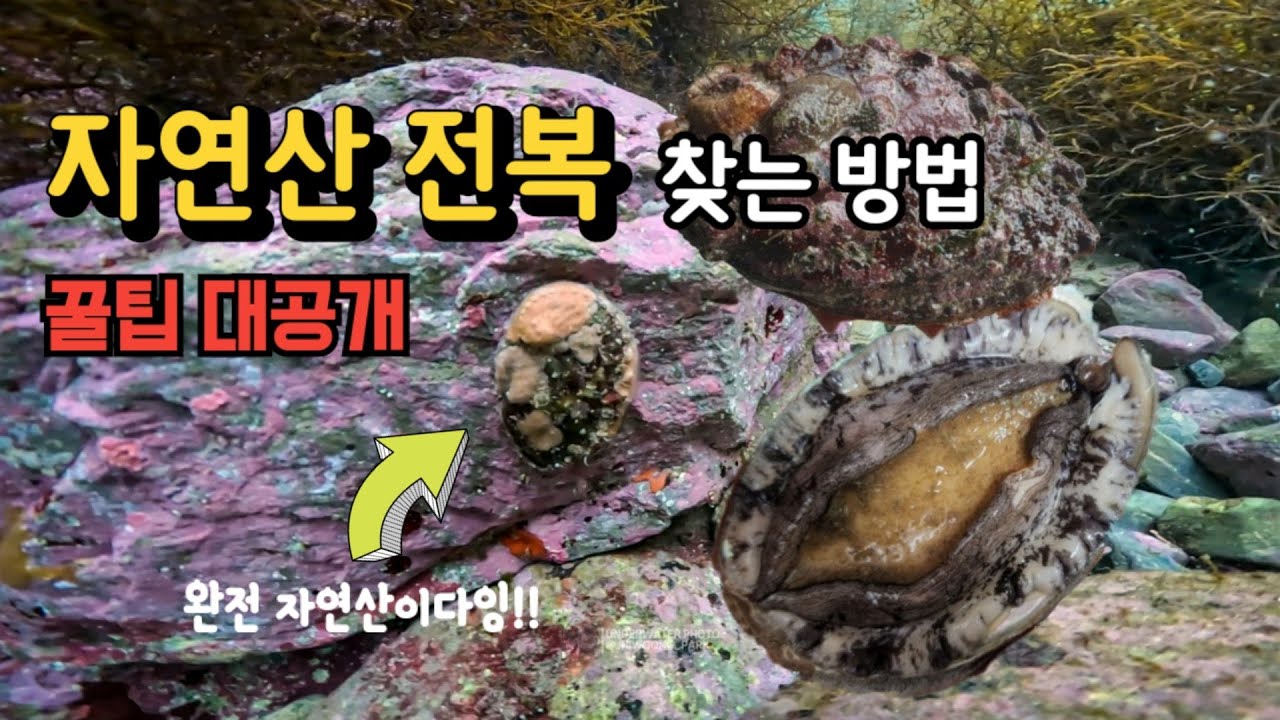 자연산 전복 찾는 방법! 프리다이빙 해루질