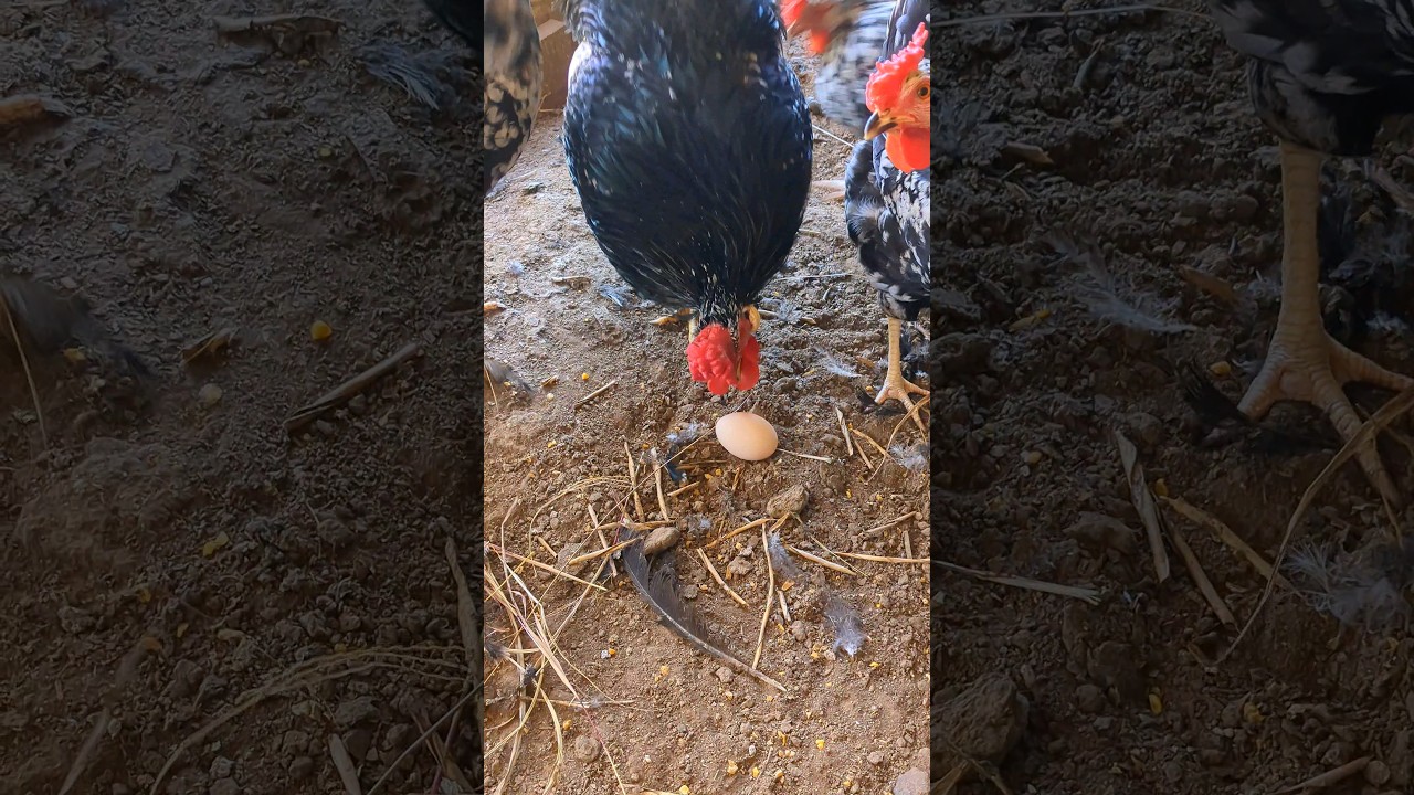 Is My Rooster A Chicken Egg Cannibal?