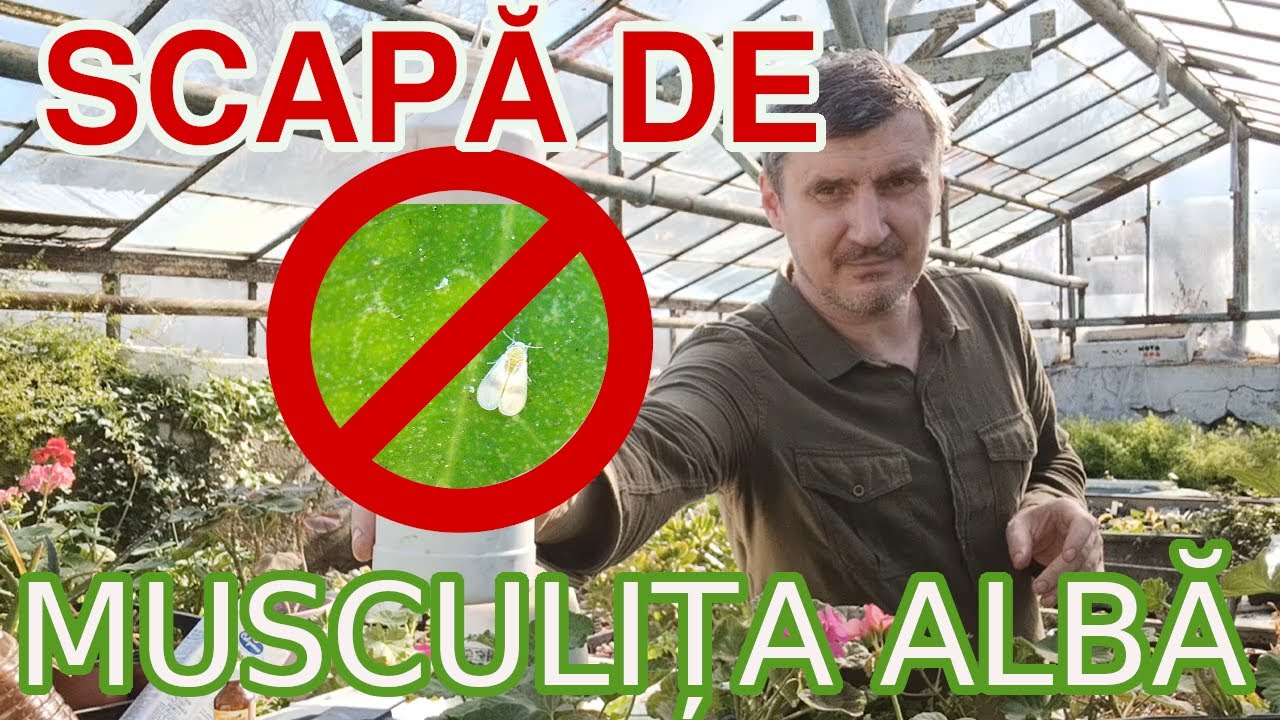 Cum să scapi de Musculița Albă de Seră / Combatere BIO