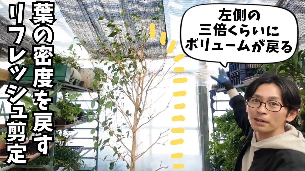 【観葉植物のプロが教える】スカスカになったベンジャミンを復活させる剪定方法。