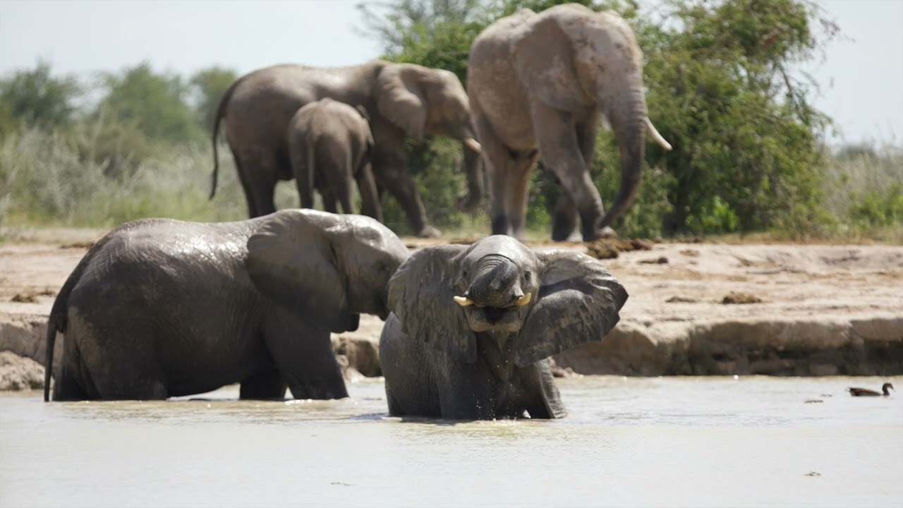 T6-Abenteuer Afrika Botswana Nxai Pan - Elefants Land