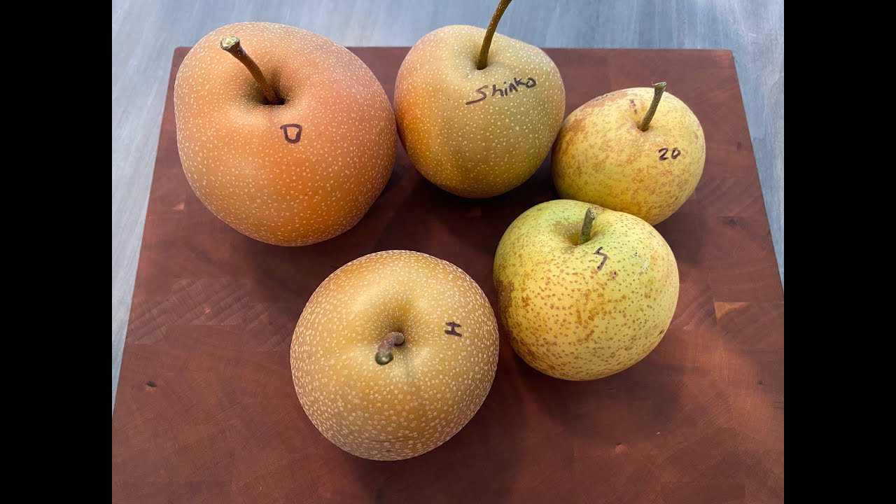 Let's Talk About Multi-Grafted Trees And Fruit Salad Trees
