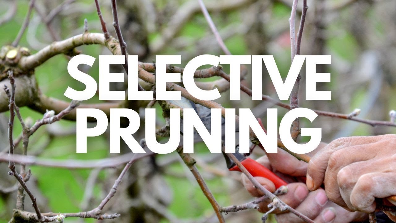 How to Pruning Weeping Cherry Tree