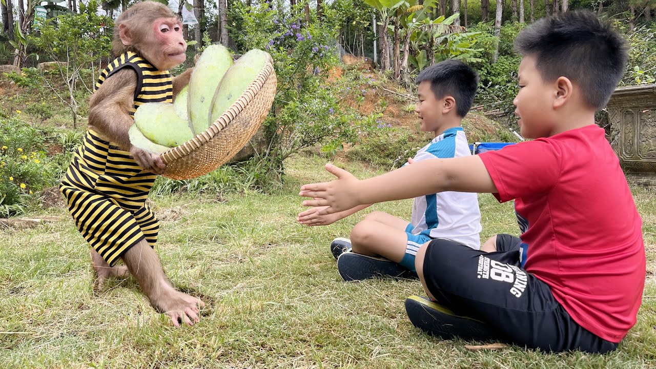 Max, Tiger & Bear A true monkey friendship story ❤️❤️❤️