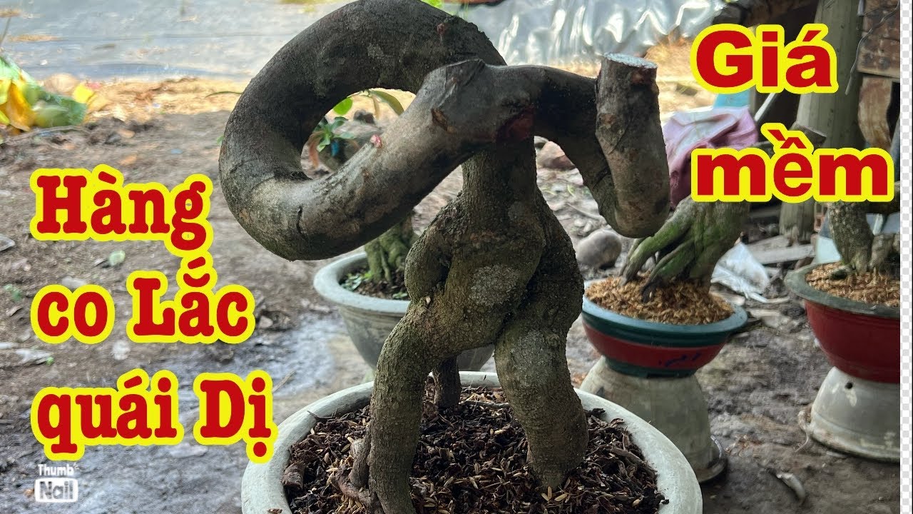 Mai vàng uống thân quái lạ mắt lh 0766765975
