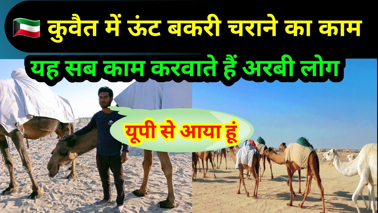 how camels work in Kuwait | कुवैत में ऊँट का कैसे काम करते हैं  |