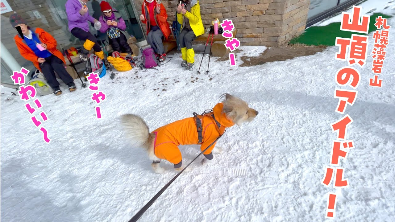 妹犬ひだり、山頂でマダムから大人気になりました