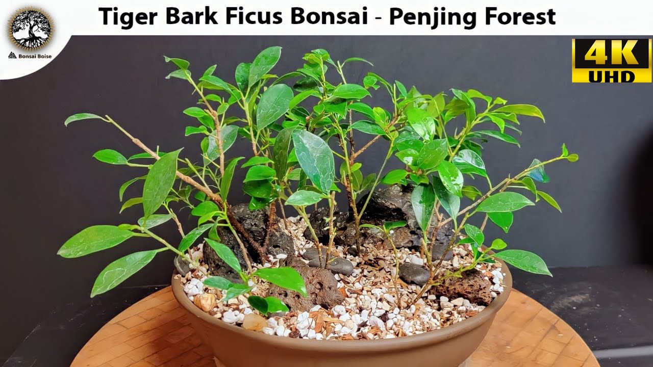 Tiger Bark Ficus Bonsai - Penjing Forest