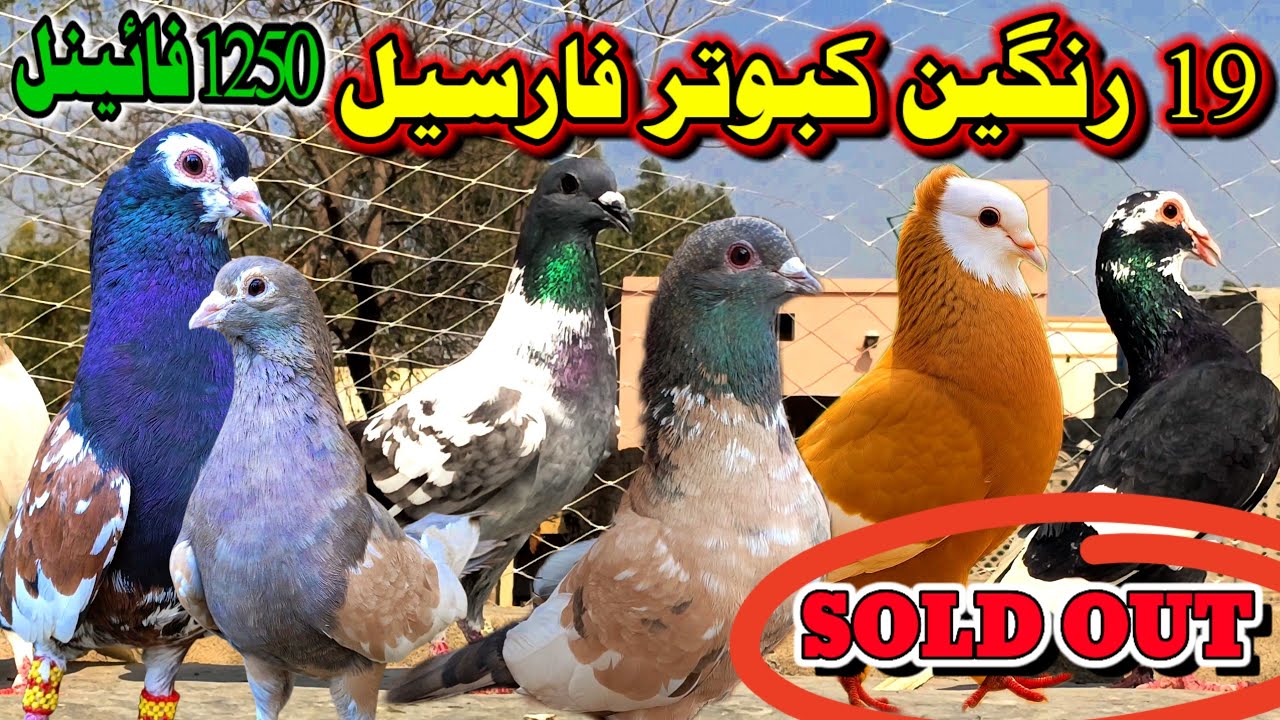 ColorFull Rangen Pigeon Forsale | Ramadan offer Vip 19 Birds Available In Cheap Prices 