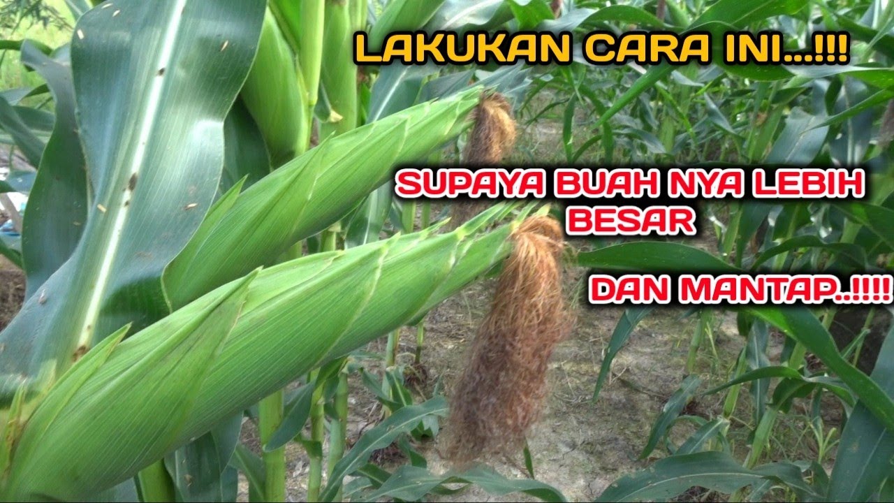 Nutrisi jagung bikin buah jadi lebih besar