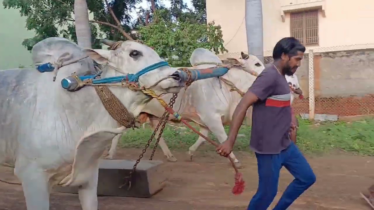MKM Bull Nnandhi Combined Boreddy Keshva Reddy Bull Vera Narashima Reddy Beta Video