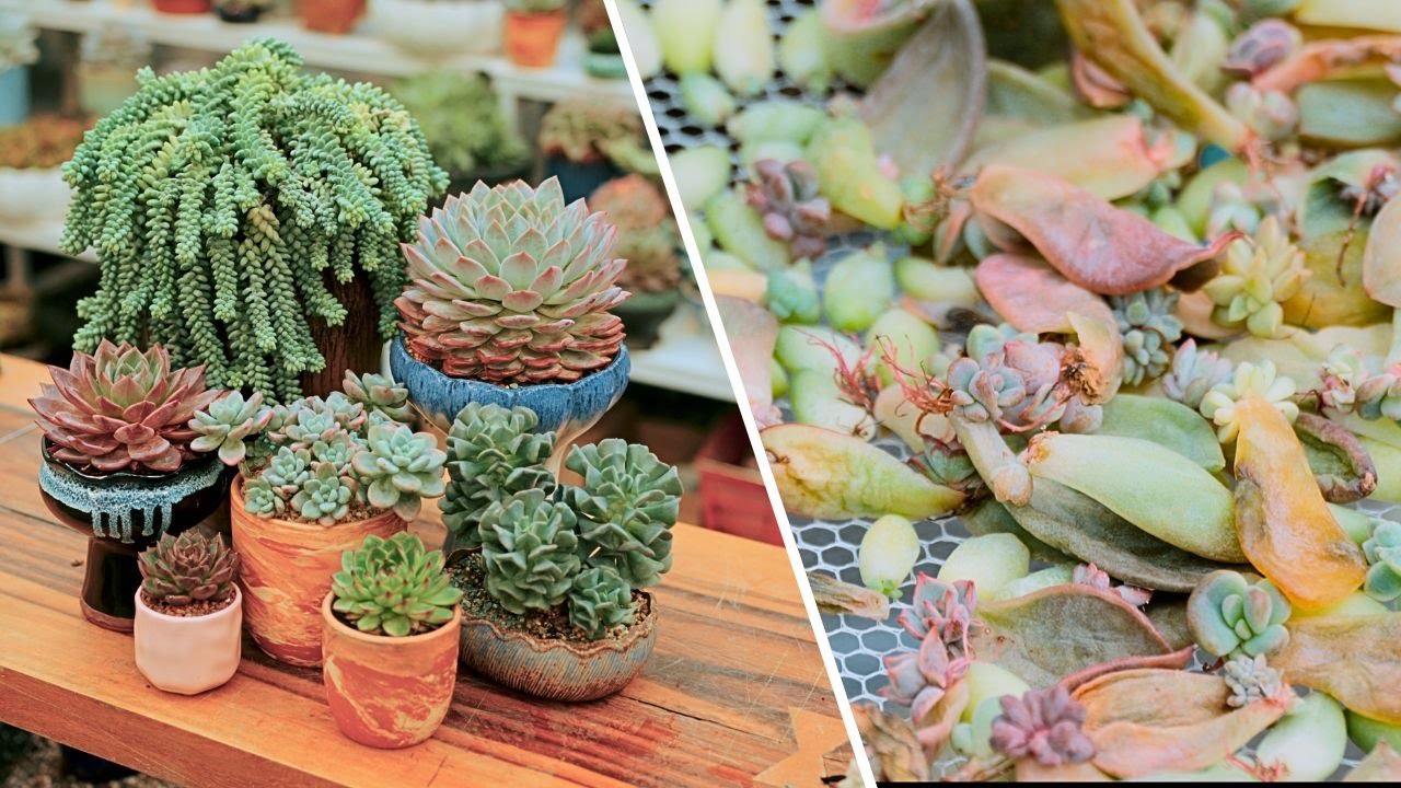 7 succulents easy to propagate, beginner must try