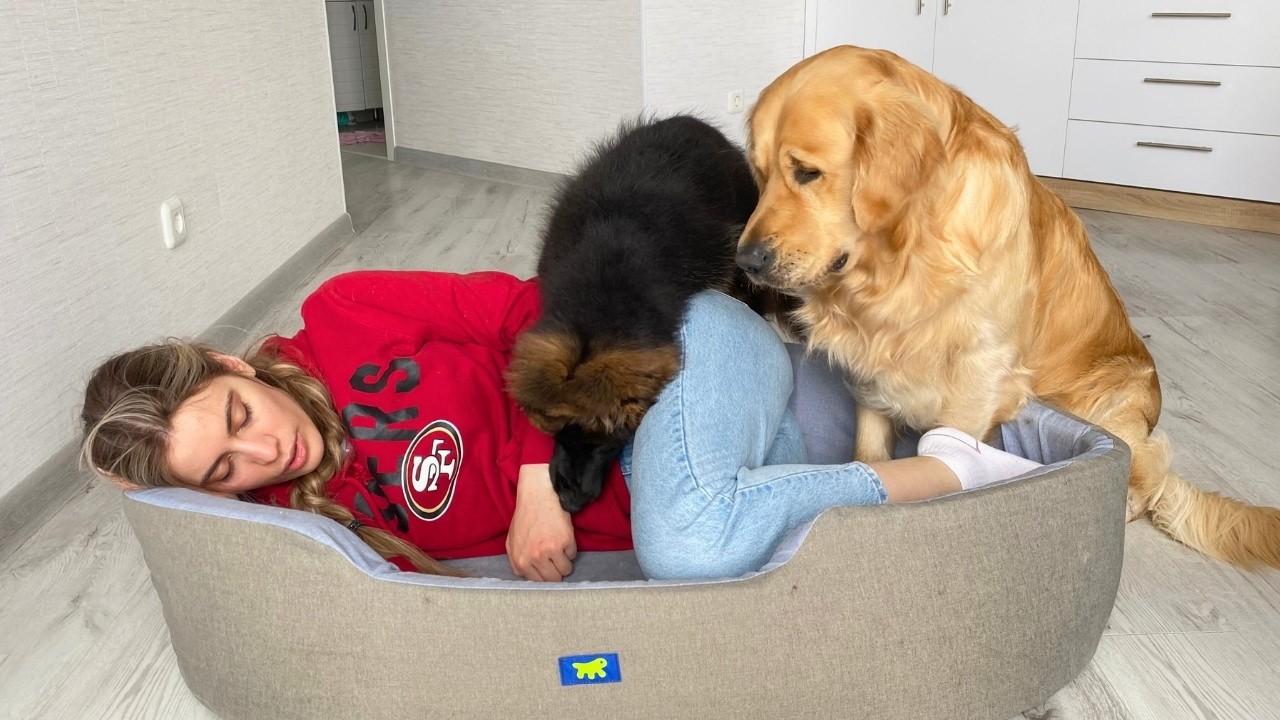Sleeping in My Dogs' Bed | Funny Puppy Reaction
