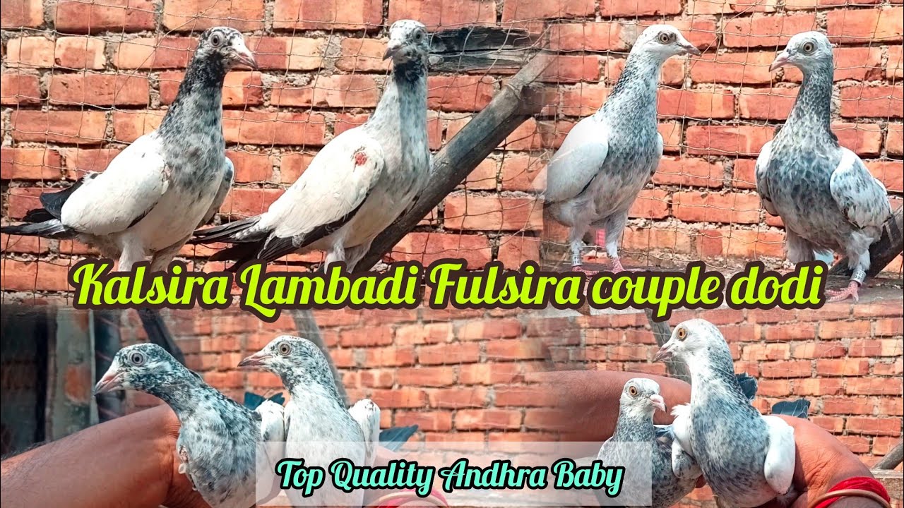 Andhra Lambadi Kalsira Fulsira Baby Top Nasal | Rare Home Breed Pigeon 2026