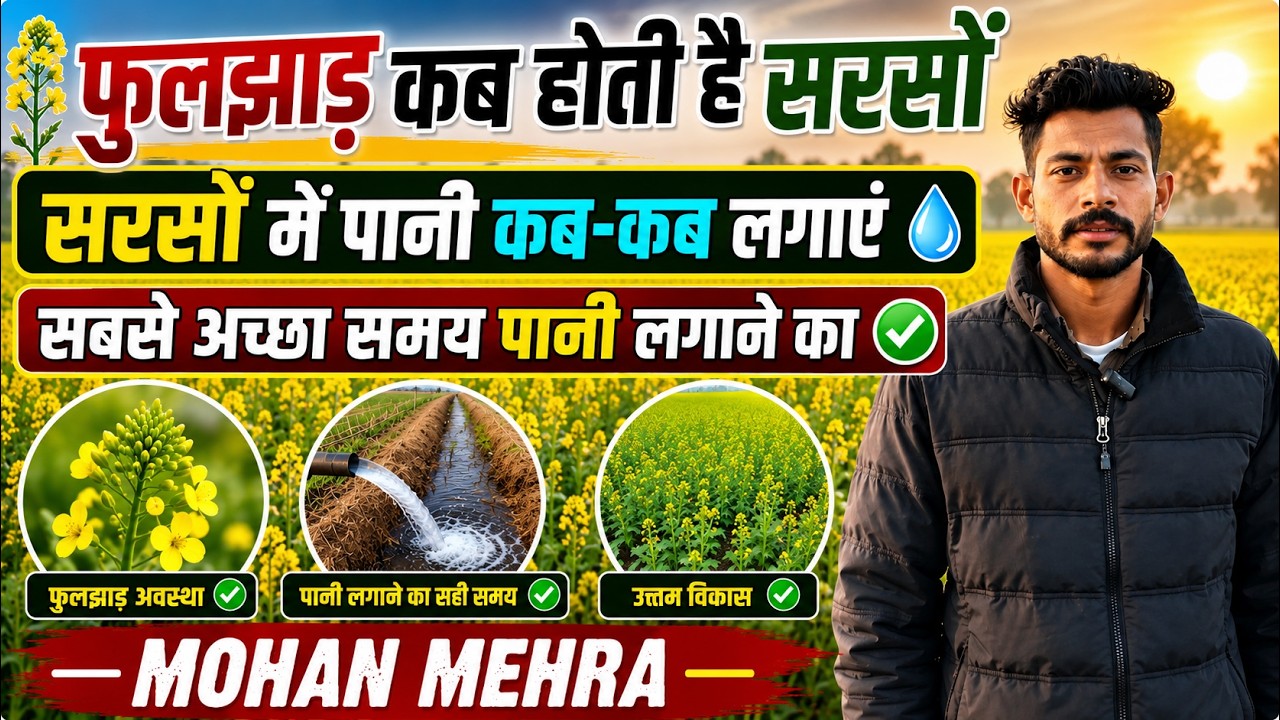 फूल-झाड़ होती जा रही है सरसों।। सरसों की खेती II Sarso ki kheti #mohanmehra #arnianwali #agriculture