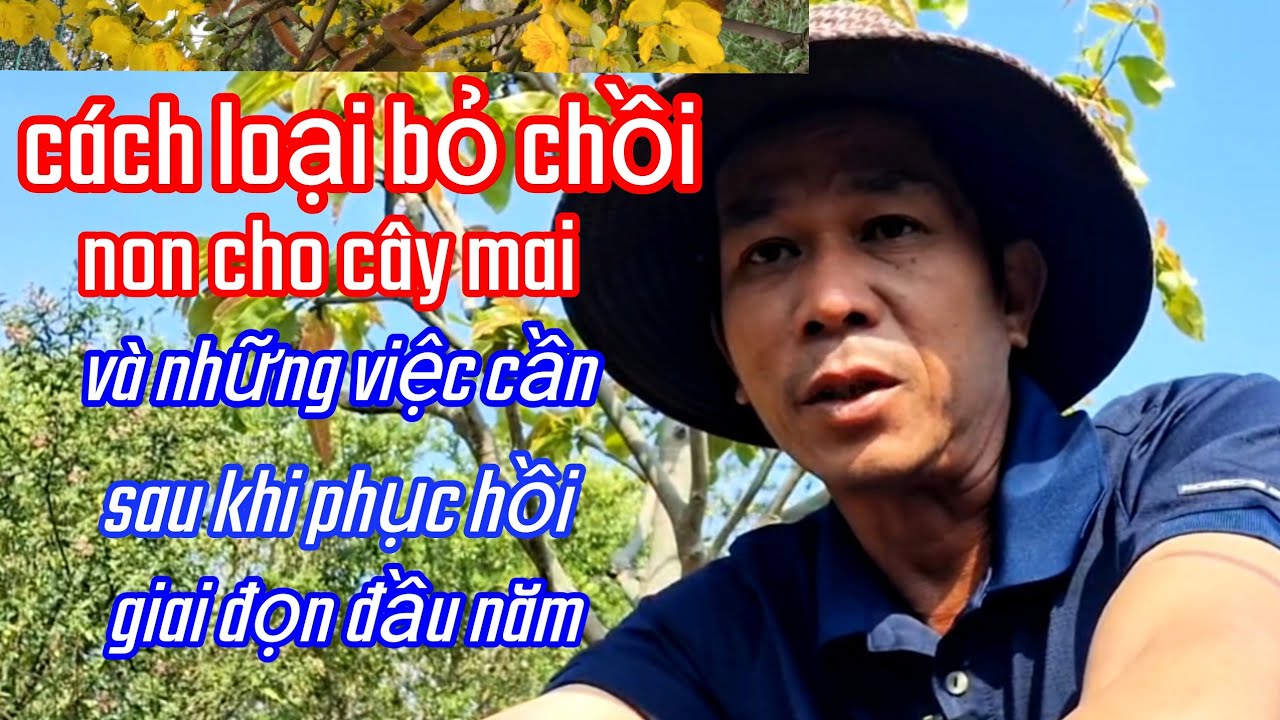 1/2/AL cách loại bỏ chồi non cho cây mai 