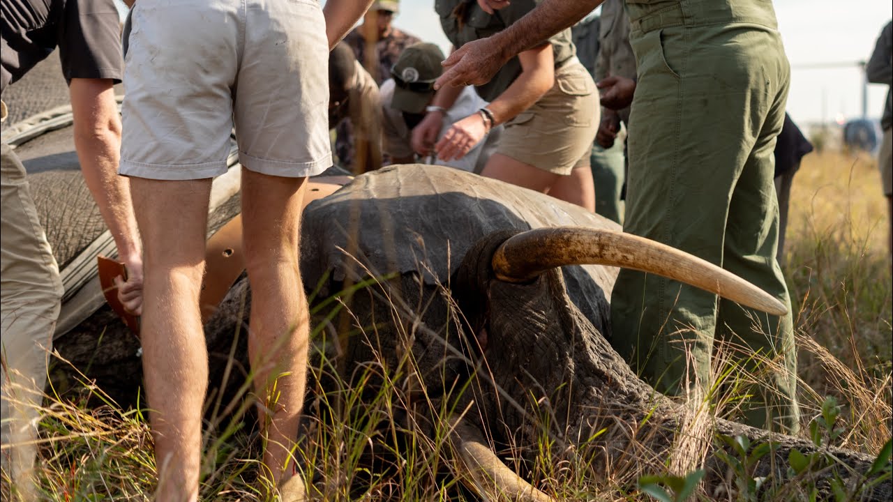 Return of the Giants | Short Film | Elephant Introduction into Babanango Game Reserve 2023