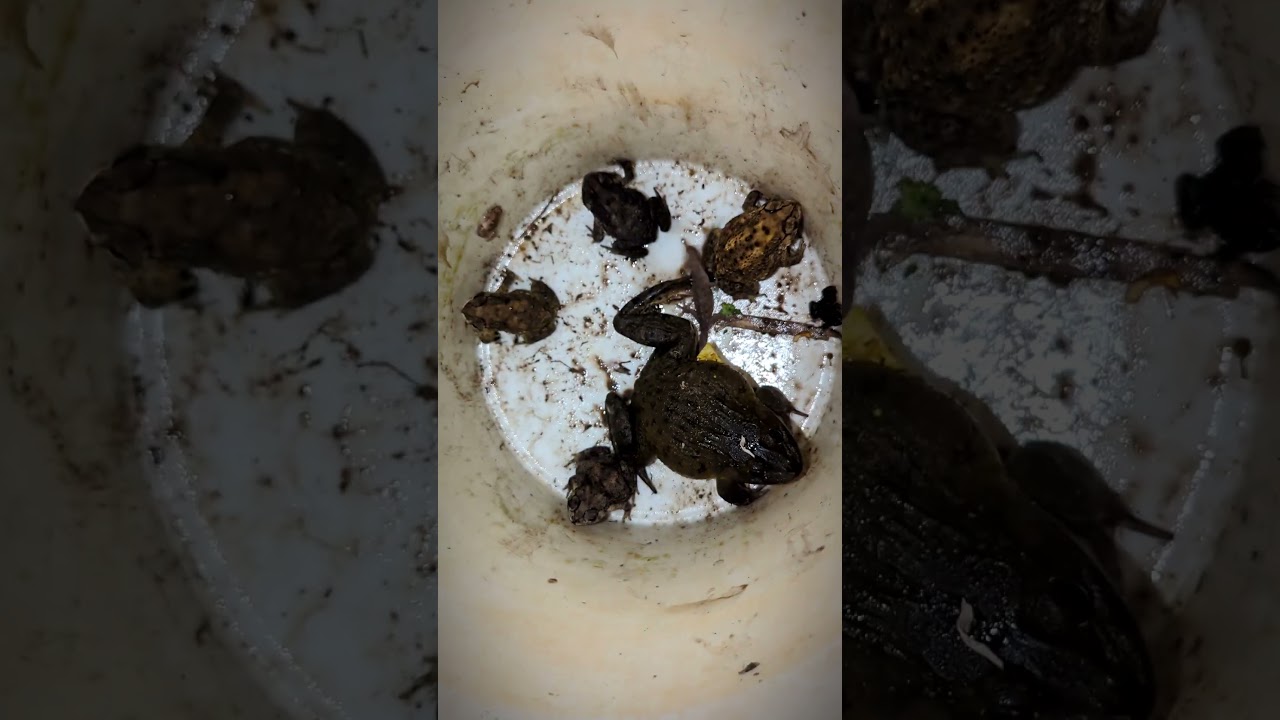 Frogs and lizards make you laugh | Catch the last big frog Hahaha | Catch frog | Tep longheng funny