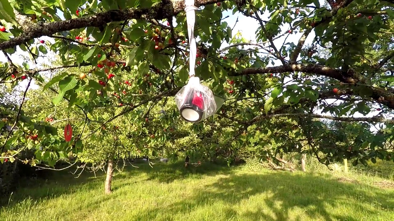 Empêcher les oiseaux de manger mes cerises (sans tirer dessus !)