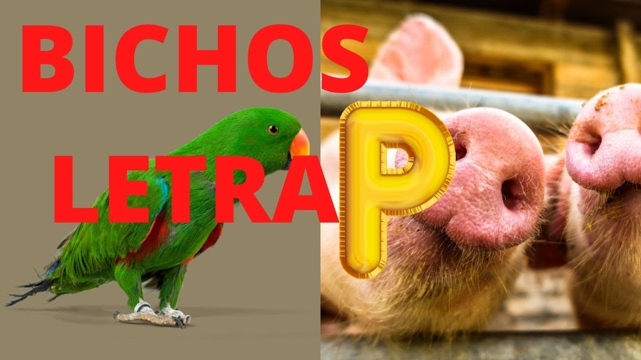 BICHOS COM P / ANIMAIS QUE COMEÇAM COM A LETRA P DO ALFABETO / ANIMAIS COM A LETRA P.