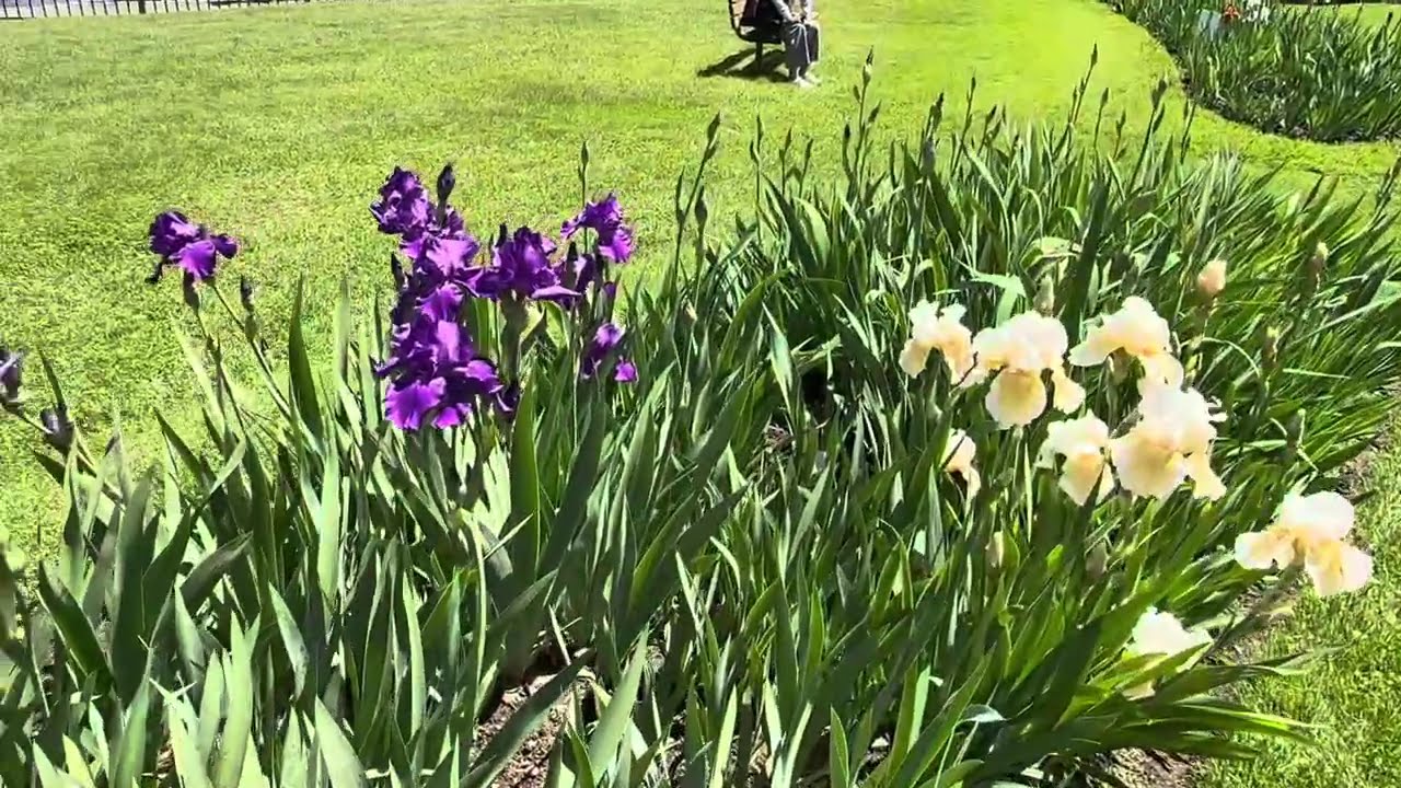 Presby Iris Gardens 2025