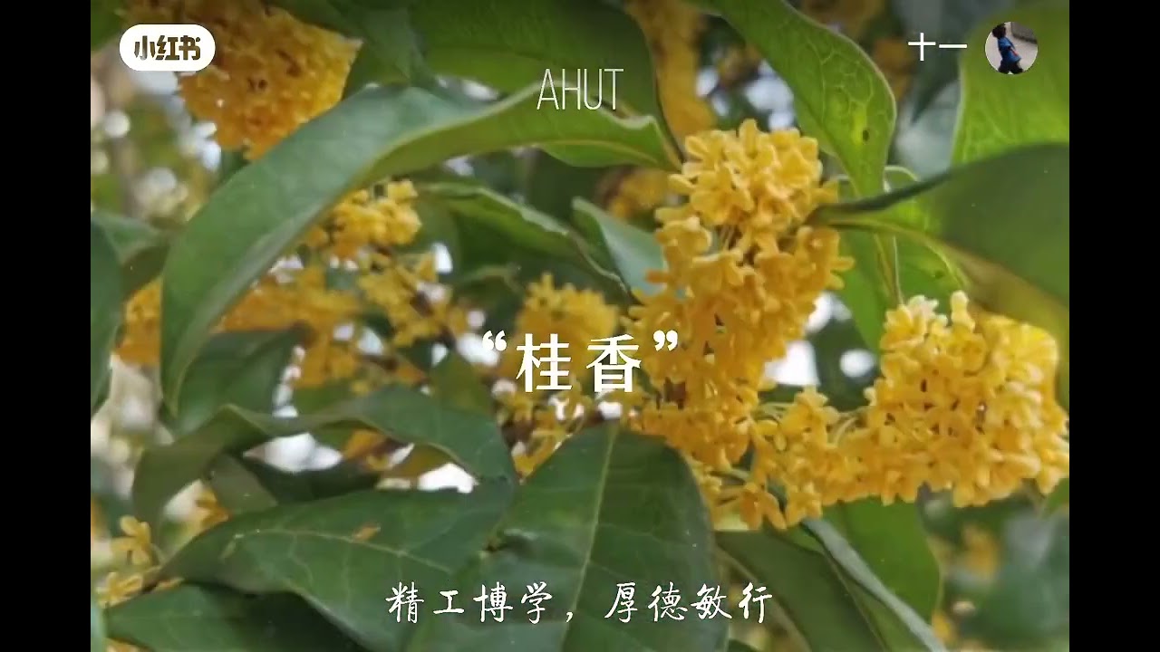 Welcome to study in Anhui University of Technology, Maanshan city, Anhui Province, China