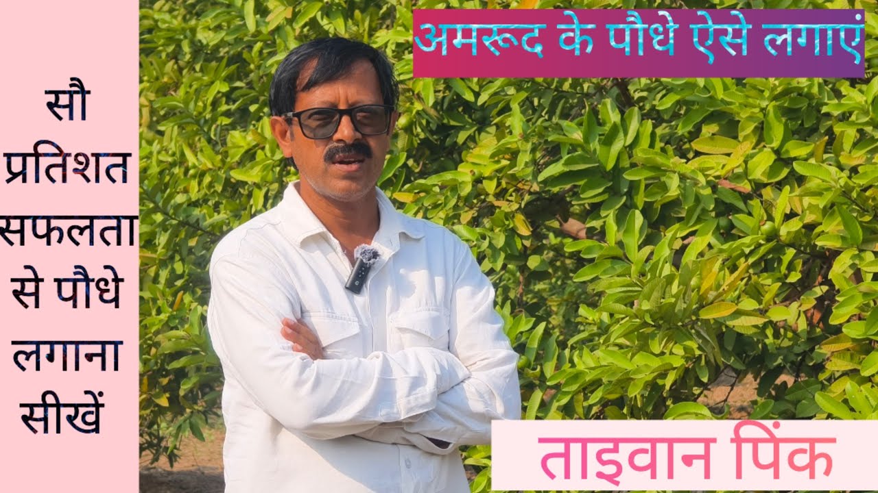 100 प्रतिशत सफलता के साथ अमरूद के पौधे कैसे लगाएं | अमरूद की खेती ताइवान पिंक #guava #guavatree