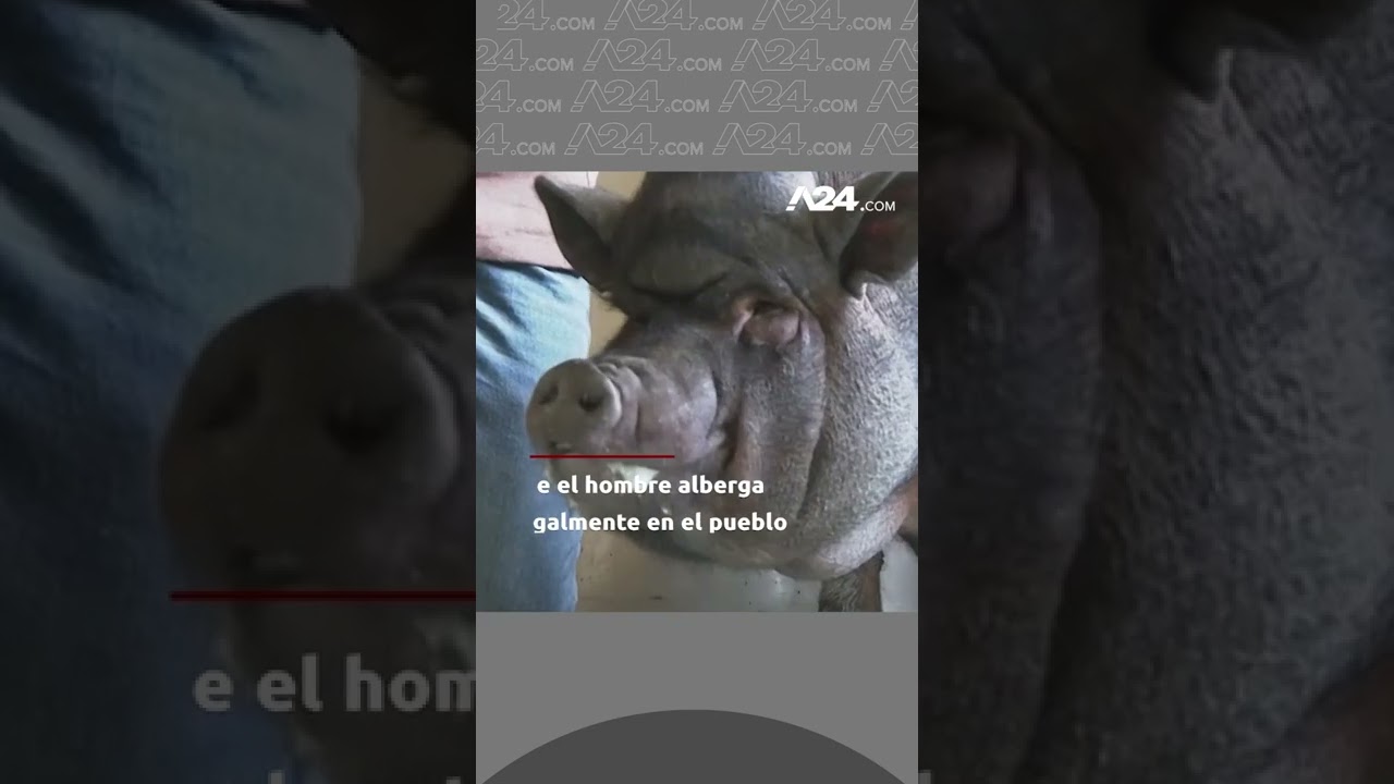 BATALLA LEGAL POR UN CERDO