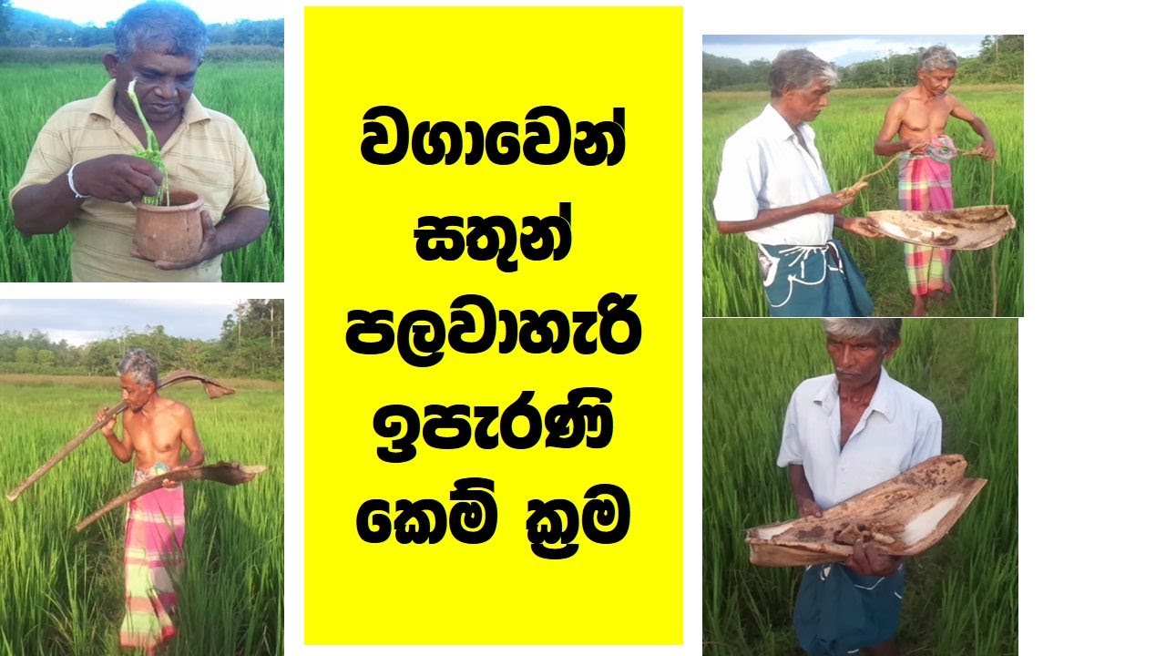 වගාව රැකගත්  කෙම් ක්‍රම  traditional  pest control method kem krama    5 වසර පරිසරය grade 5  ගෙවත්ත
