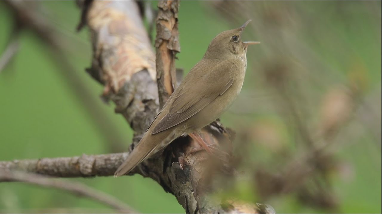Strumieniówka (Locustella fluviatilis) śpiew - River warbler - Schlagschwirl - Locustelle fluviatile