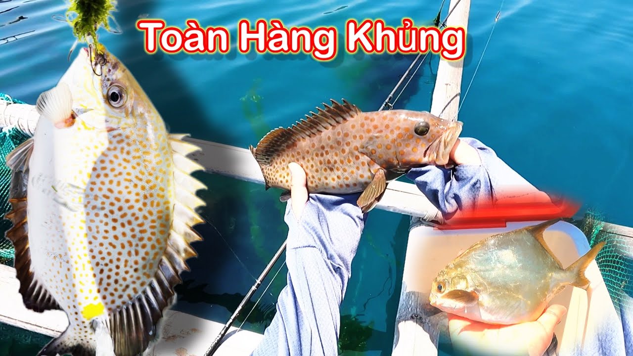 Câu cá dìa khủng
