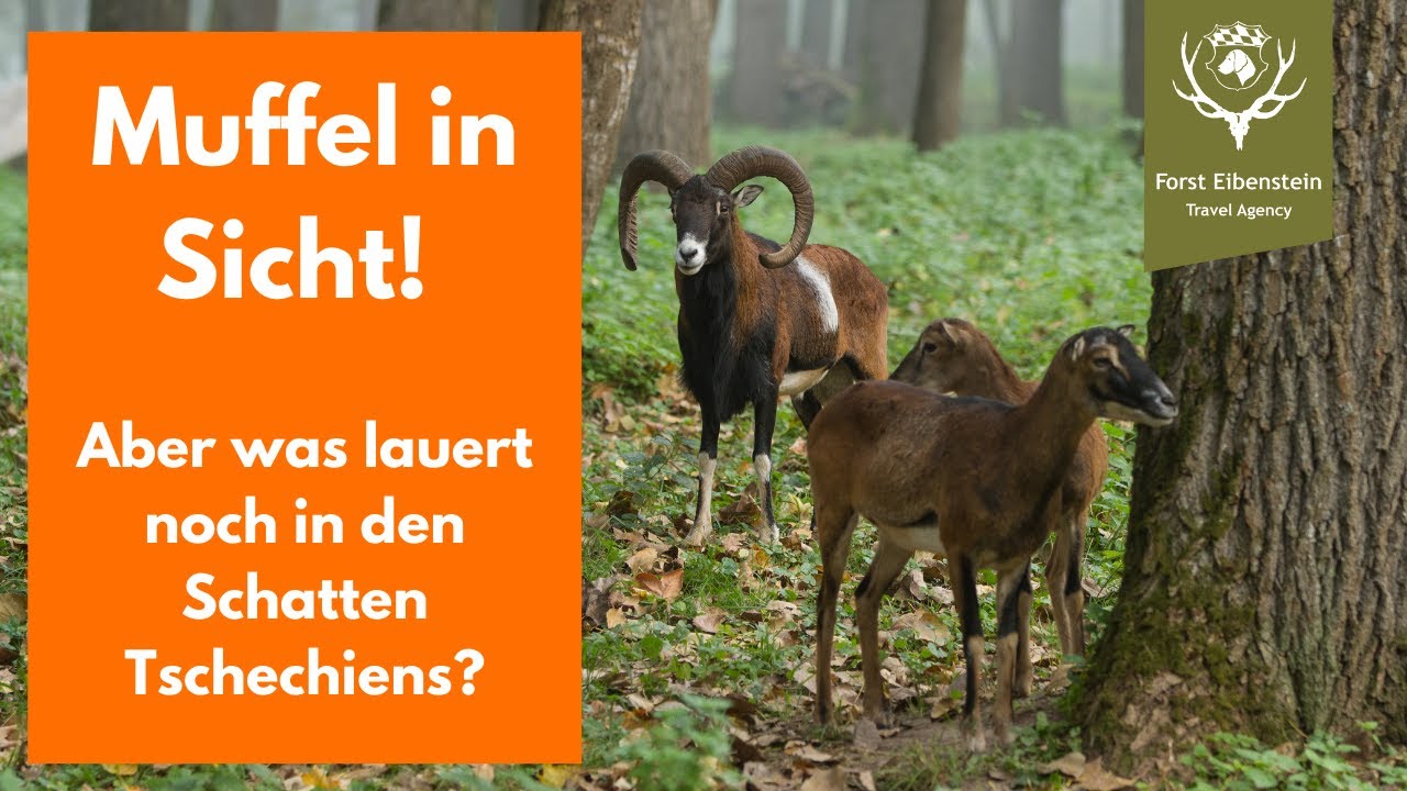 Eine spannende Jagd auf Muffel und Sika in Tschechien