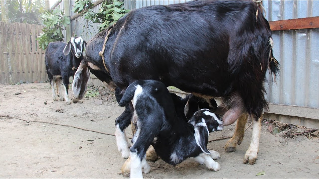 Mother Goat Drinking Milk To Her Baby Goats||How To Two Hungry Goat Baby Drank His Mother Milk| Ep13
