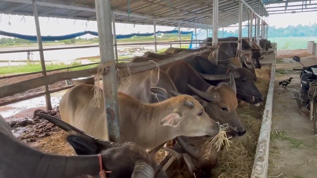 สารวัตรดอน ฟาร์มควายไทยทั้งขุนขายทั้งพัฒนาควายงาม #ควายงาม #ควายไทย