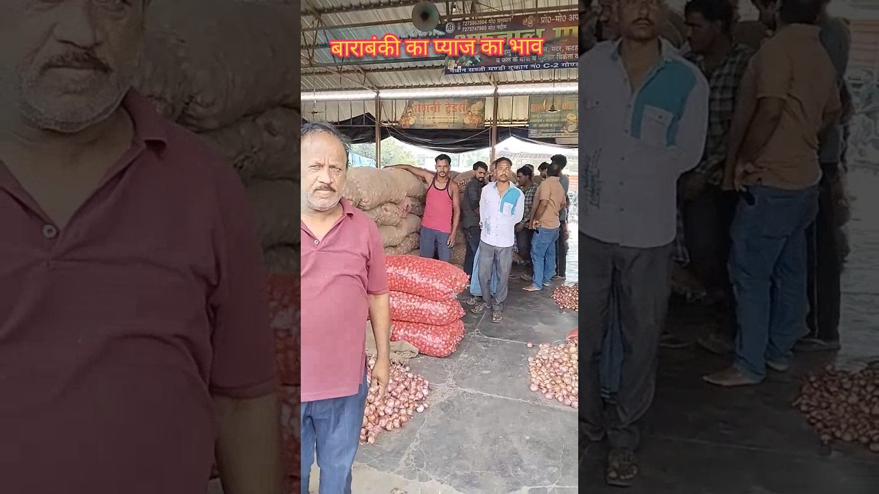 aaj ka pyaj ka bhav🧅today onion rate mandi news 🗞️#shafeeqmohammad #onion #barabanki #pyajbhav