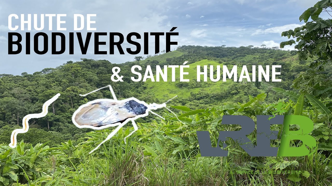 Pourquoi la chute de biodiversité est responsable d'une augmentation du nombre de pandémies ?