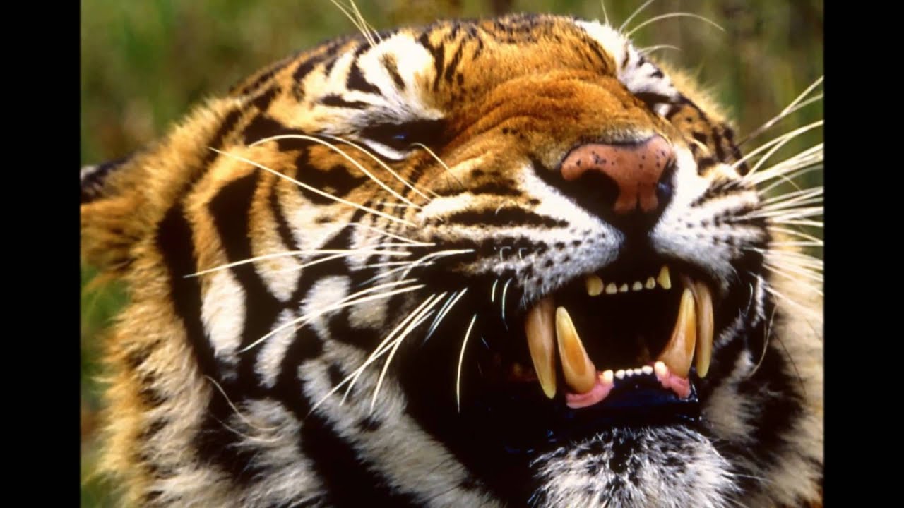 Danny Gatton - Song of India