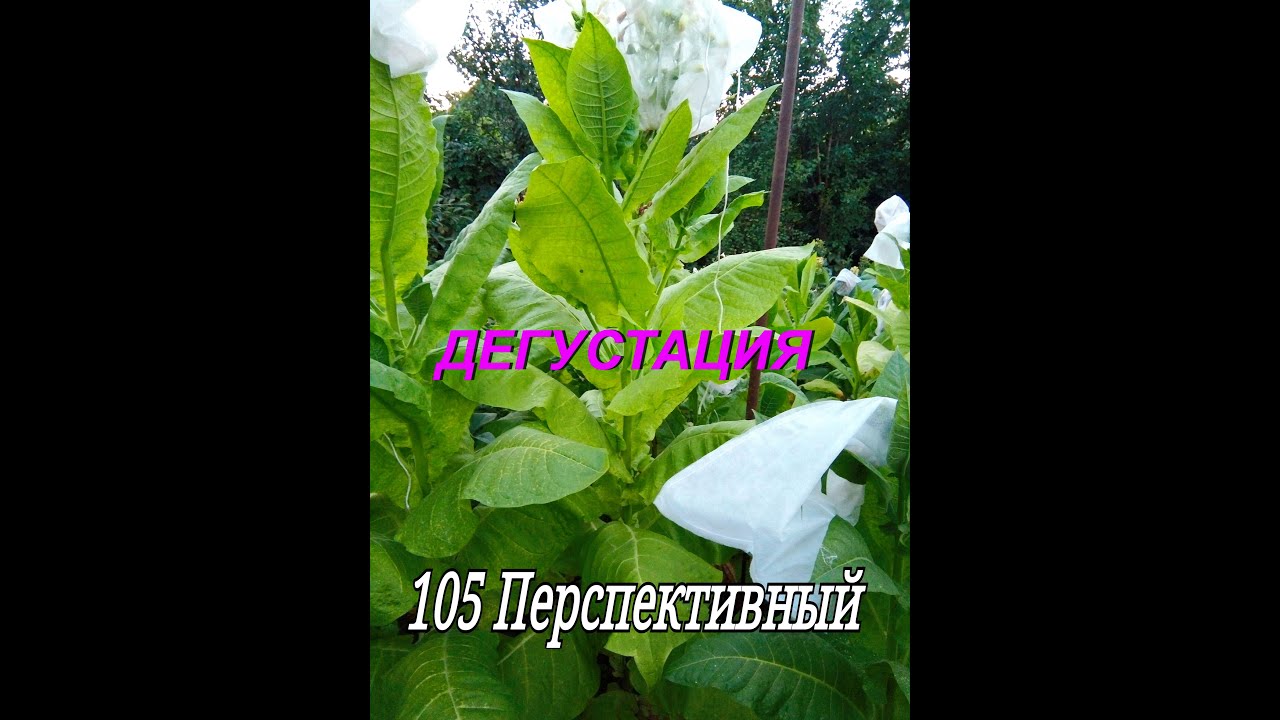 СОРТ ТАБАКА - ПЕРСПЕКТИВНЫЙ