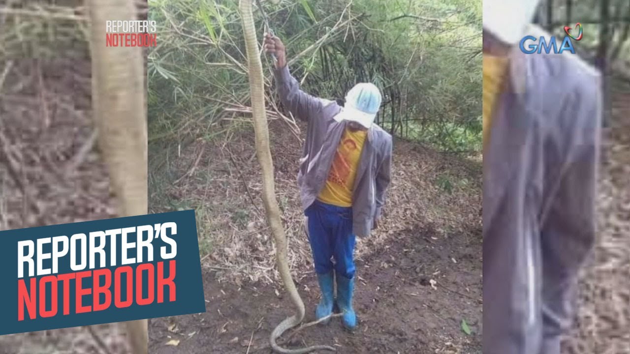 Reporter's Notebook: 18-anyos na babae, patay matapos matuklaw ng king cobra!