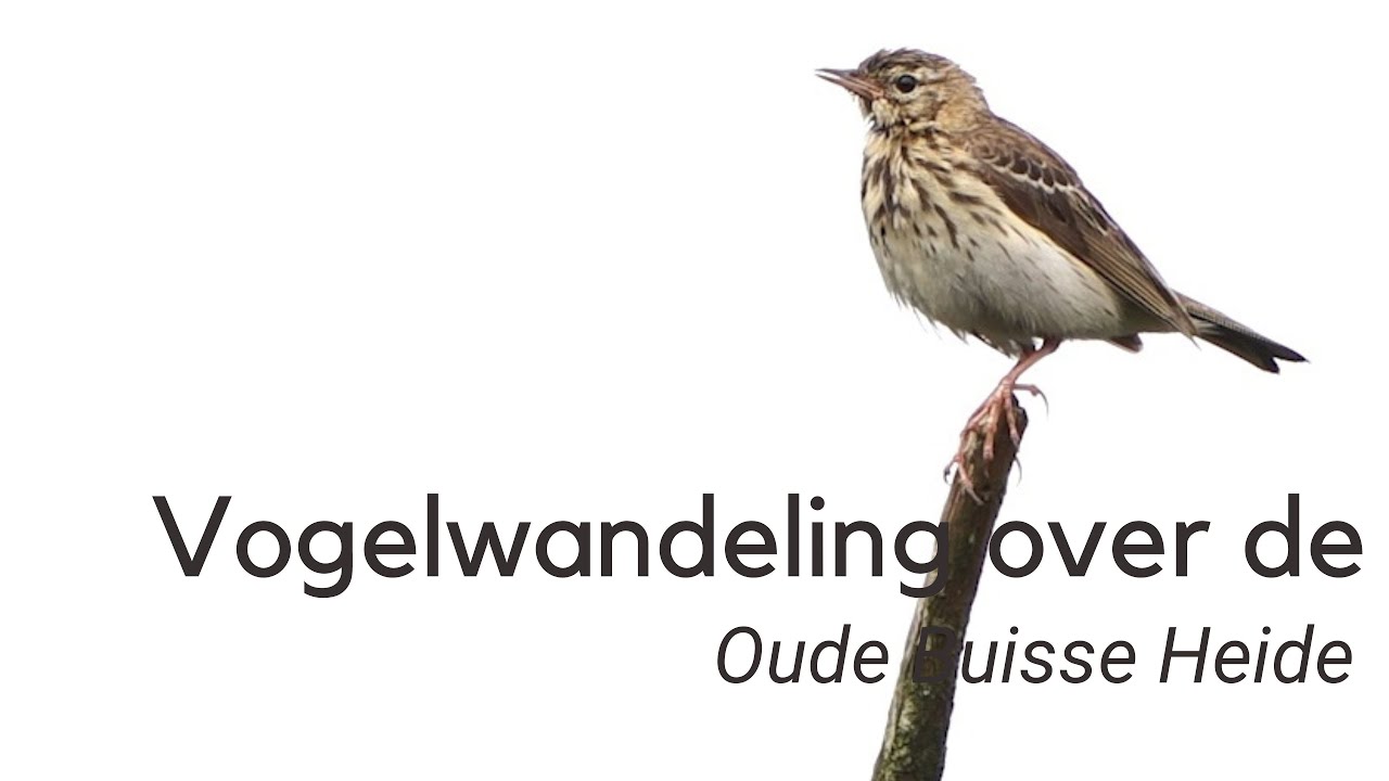 Korte vogelwandeling over de Oude Buisse heide #1272