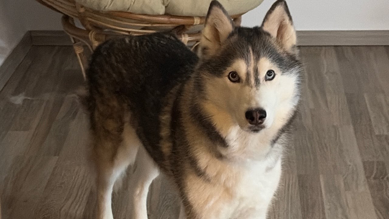 A calm evening routine with a Siberian Husky. #huskies