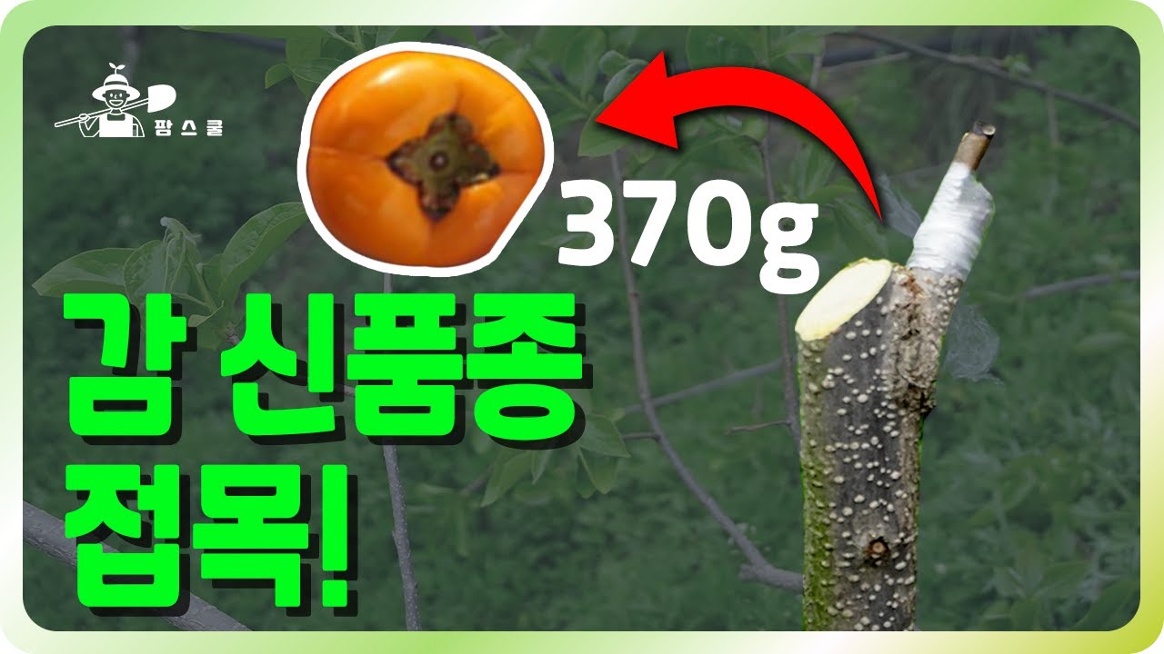 🍑 대박 신품종 소개 및 접목 방법 ㅣ 양재갑 멘토의 감나무 접목 방법 ㅣ 하나의 무게가370g
