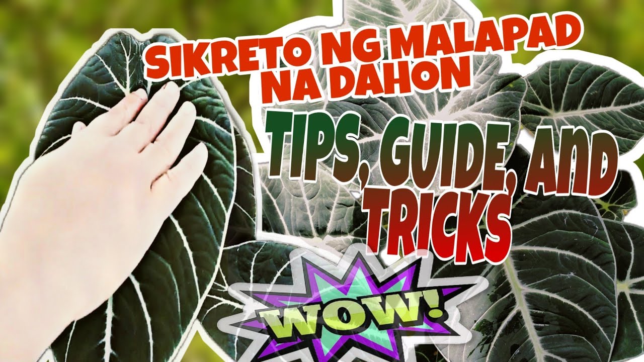 Black Velvet Alocasia Propagation, Guide, Care and Tips; Paano ko pinapalapad ang dahon nila.