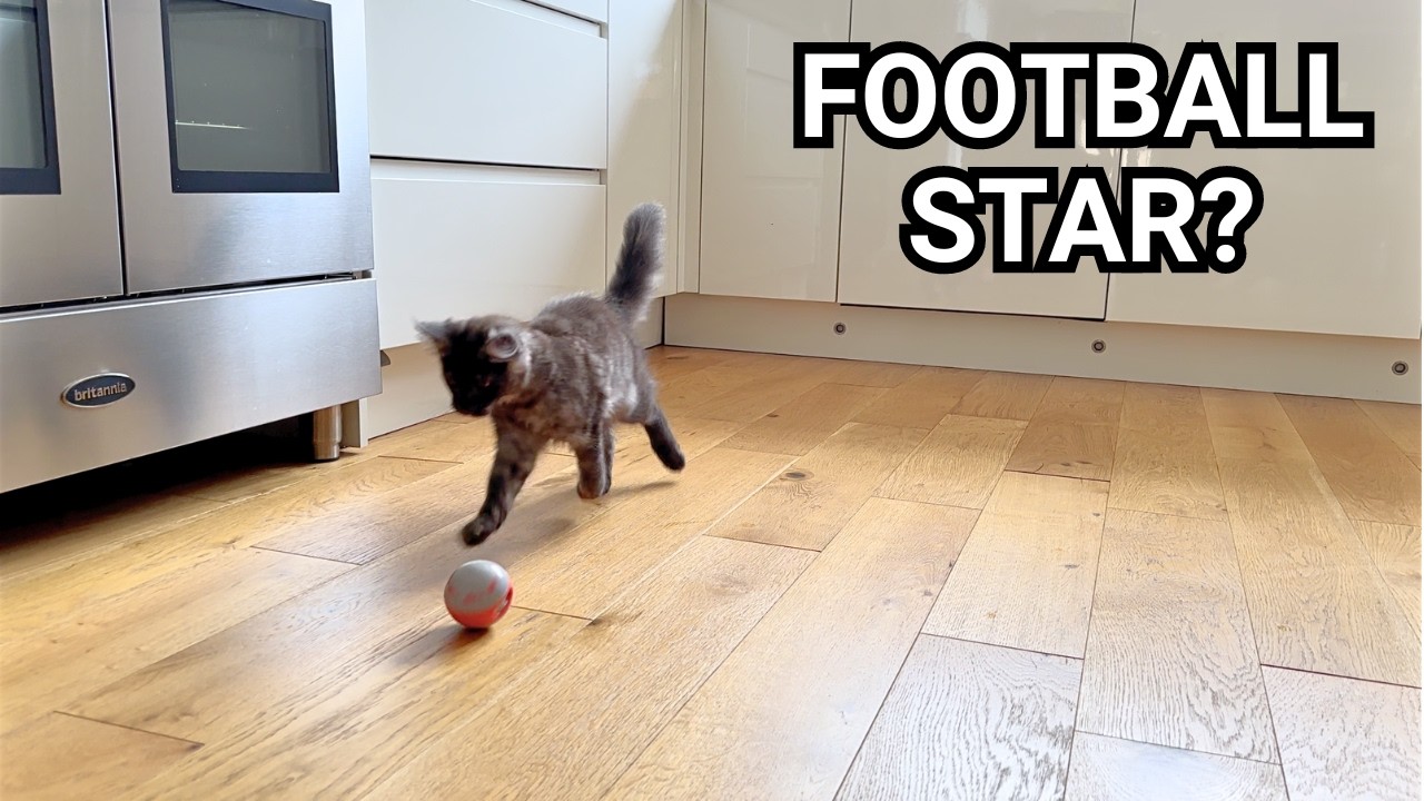 Cute Maine Coon Kitten Playing Football