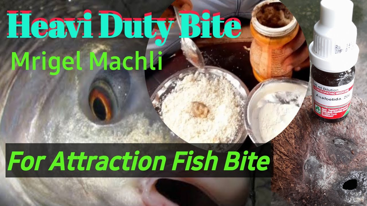 Heavy Duty A Bite Mrigal Machli Ke Liye✅️ A Heavy Bite For Attraction Mrigal Fish ||
