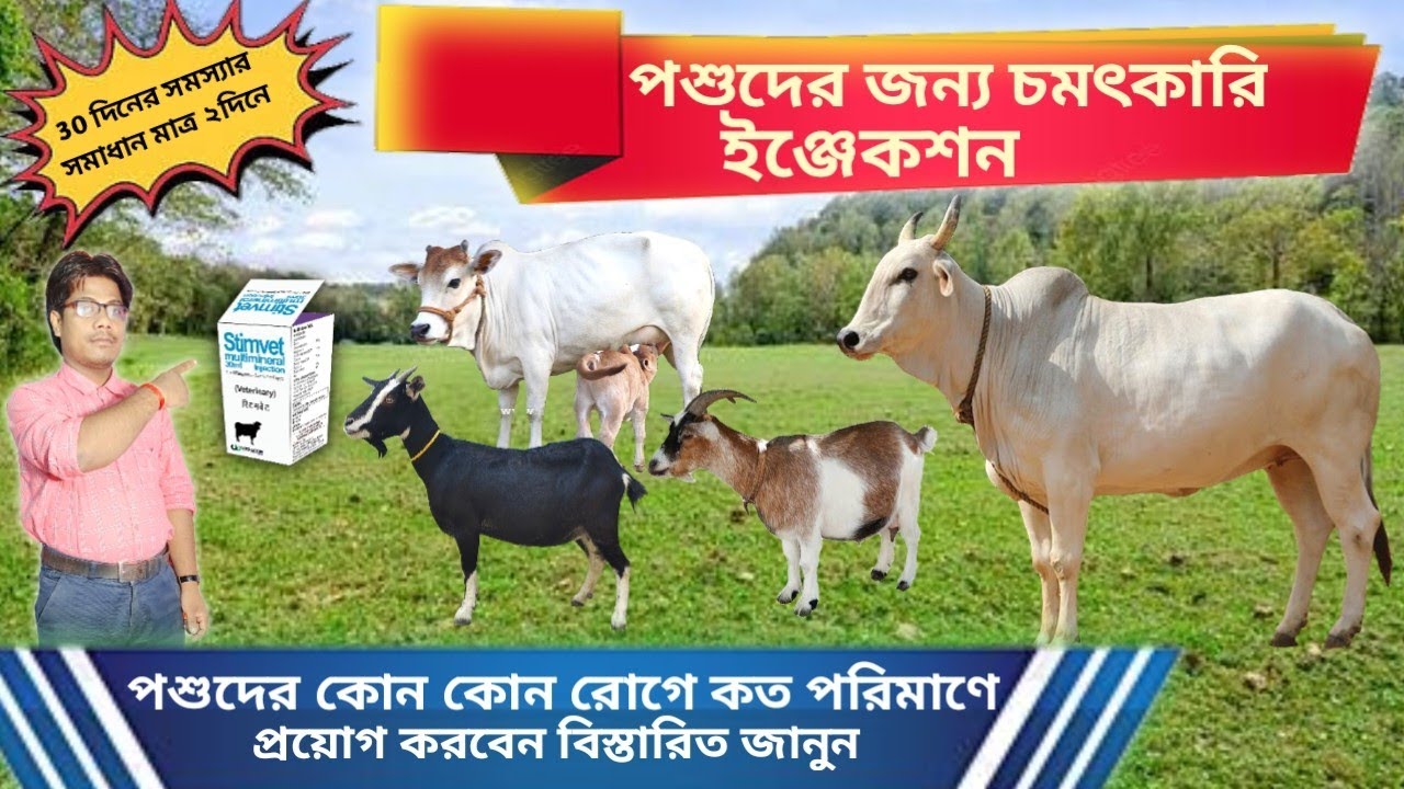 পশুদের এই মেডিসিনের কি কাজ || Stimvet injection is an excellent medicine for animals