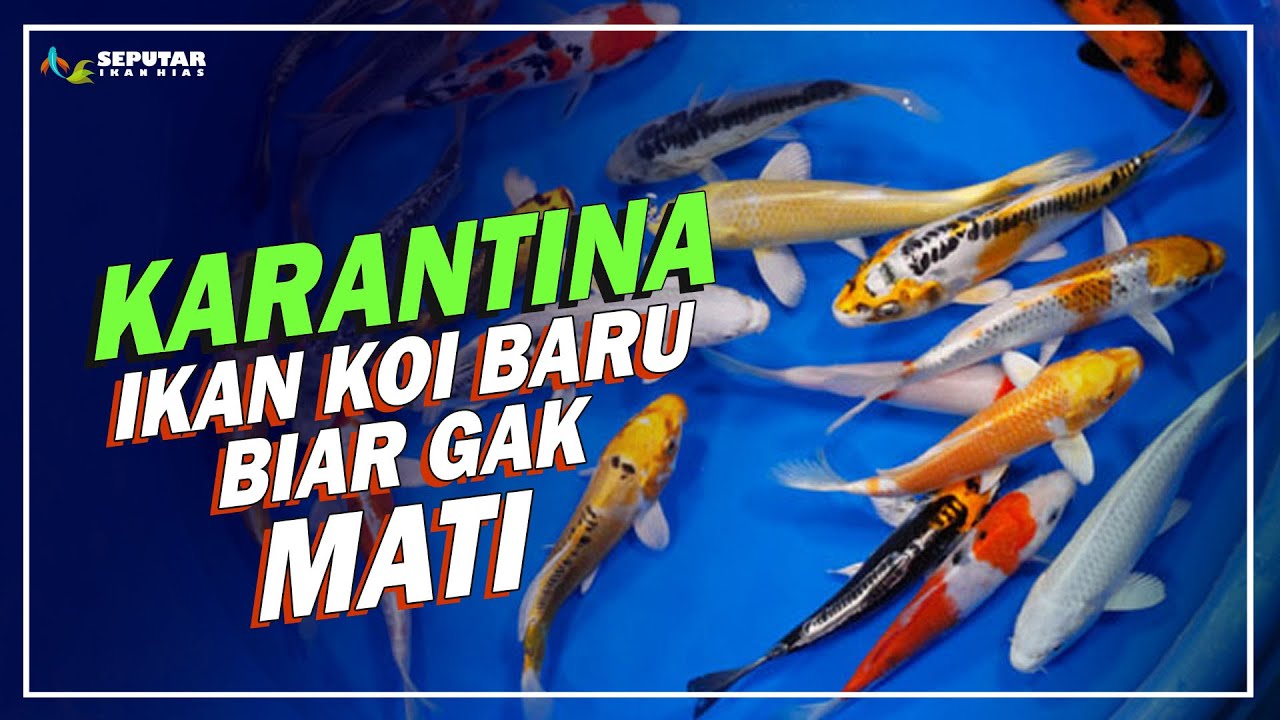 TUTORIAL CARA KARANTINA IKAN KOI BARU AGAR KOI TIDAK MUDAH MATI | SEPUTAR IKAN HIAS