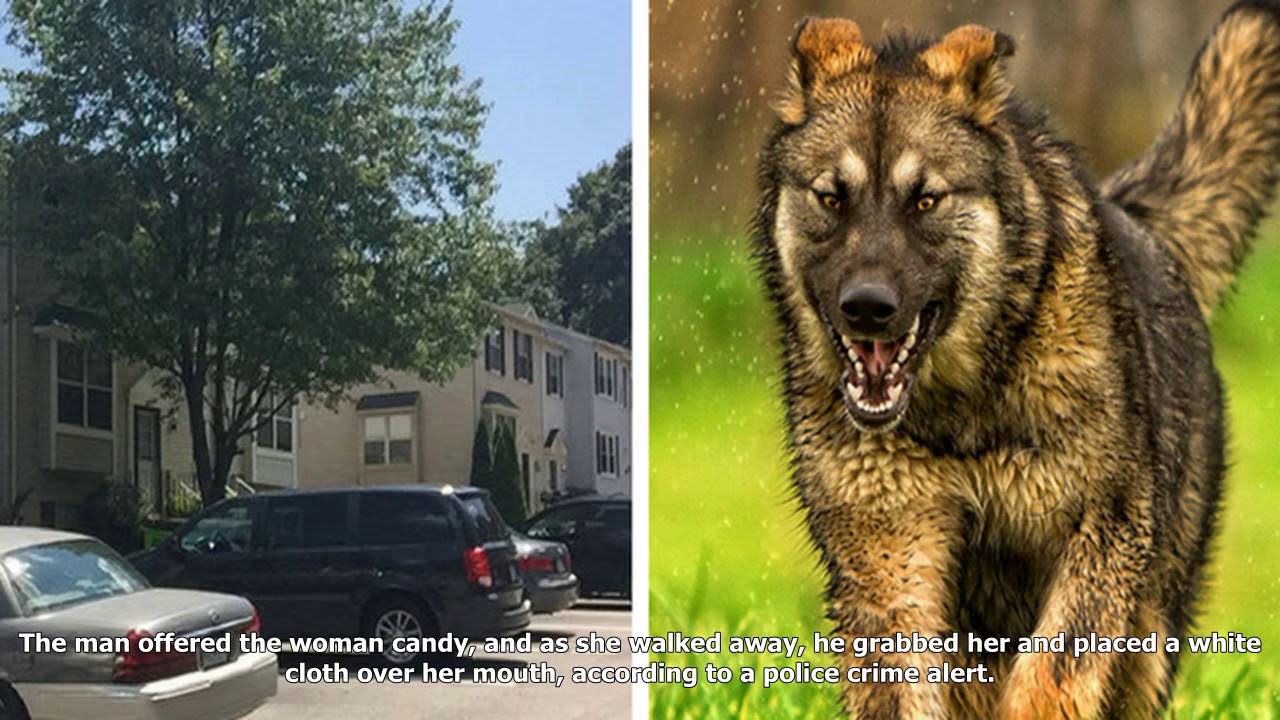 Woman saved from kidnapping when her dog bites attacker: cops